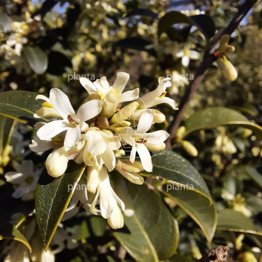 Osmanthus burkwoodii