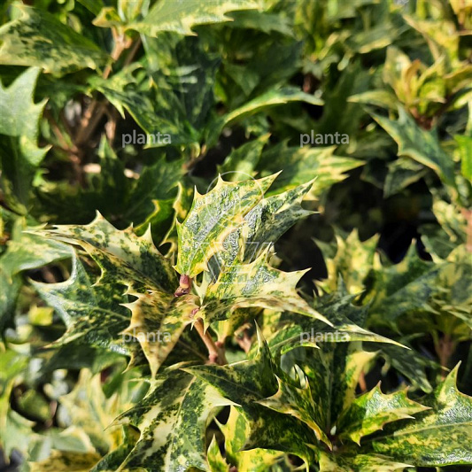 Osmanthus heterophyllus 'Goshiki'