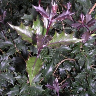 Osmanthus heterophyllus 'Purpureus'