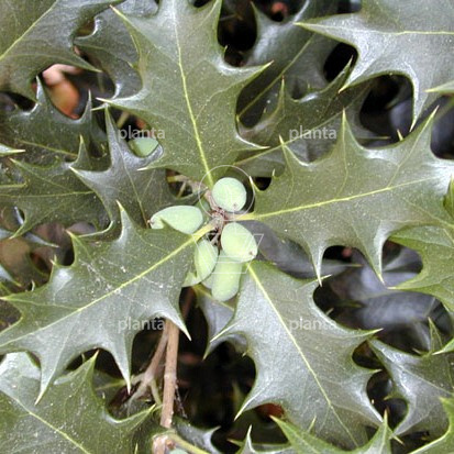 Osmanthus heterophyllus