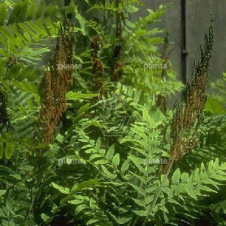 Osmunda regalis