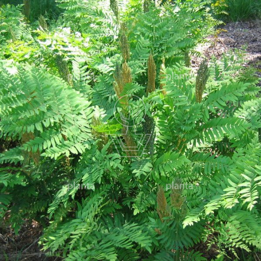 Osmunda regalis