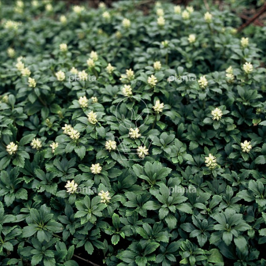 Pachysandra terminalis 'Green Carpet'