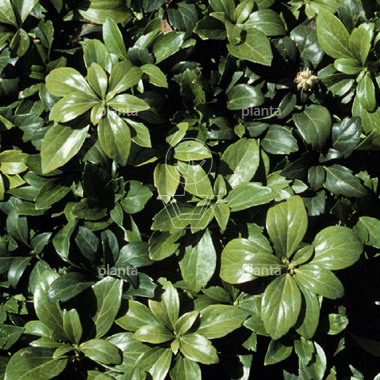 Pachysandra terminalis 'Green Sheen'
