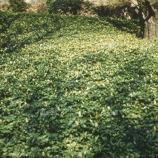 Pachysandra terminalis