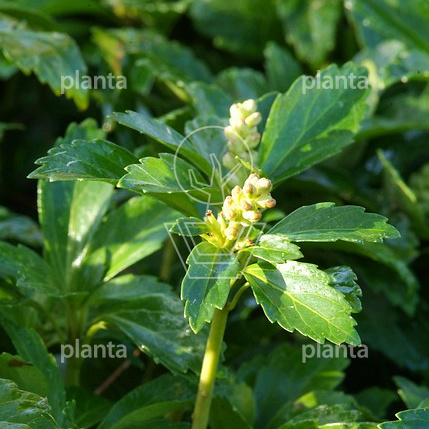 Pachysandra terminalis