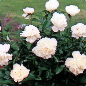 Paeonia (LD) 'Duchesse de Nemours'
