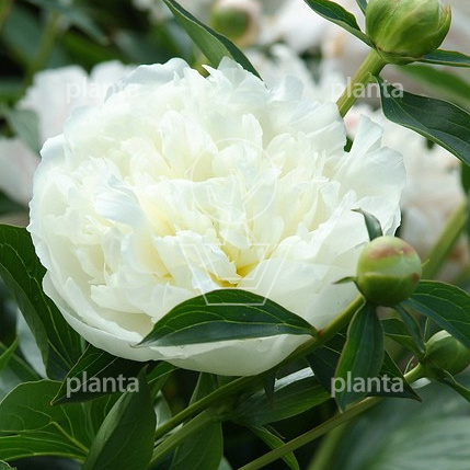 Paeonia (LD) 'Duchesse de Nemours'
