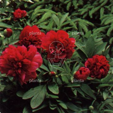 Paeonia (LD) 'Karl Rosenfield'