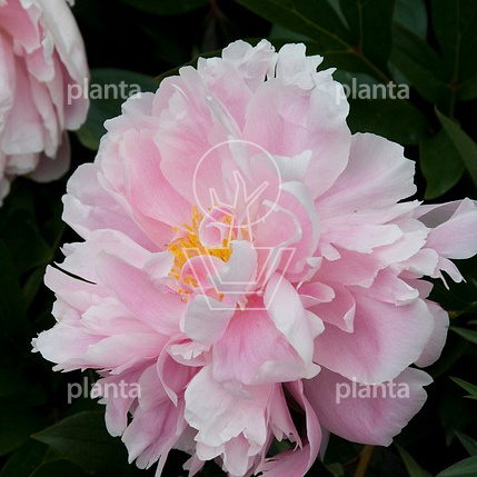 Paeonia (LD) 'Sarah Bernhardt'