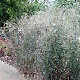 Panicum virgatum 'Heavy Metal'