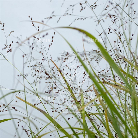 Panicum virgatum 'Prairie Sky'