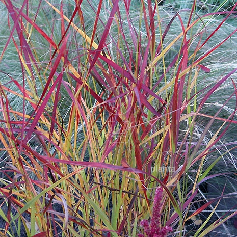 Panicum virgatum 'Rotstrahlbusch'