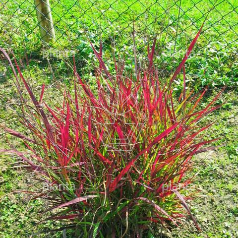 Panicum virgatum 'Shenandoah'