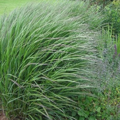 Panicum virgatum 'Squaw'