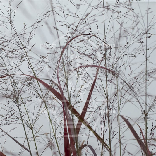 Panicum virgatum 'Squaw'