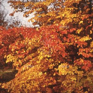 Parrotia persica