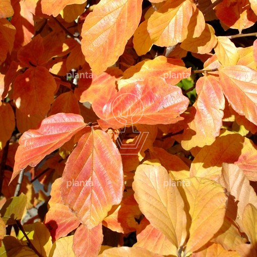 Parrotia persica