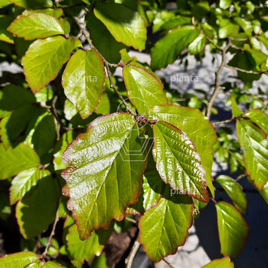 Parrotia persica