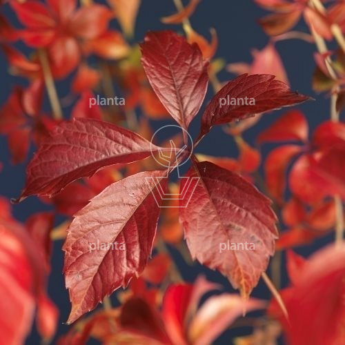 Parthenocissus quinquefolia engelmannii