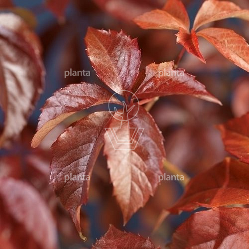 Parthenocissus quinquefolia