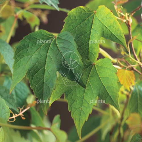 Parthenocissus tr. 'Veitchii'
