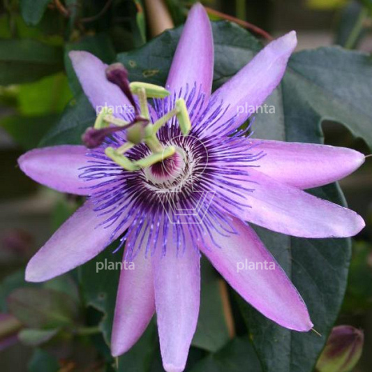 Passiflora 'Amethyst'