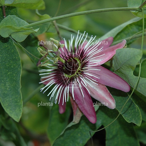 Passiflora 'Victoria'