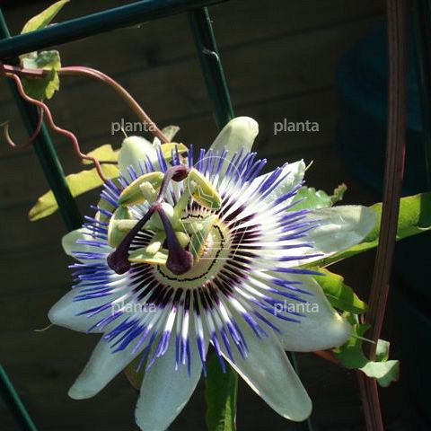 Passiflora caerulea