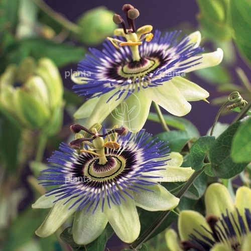 Passiflora caerulea