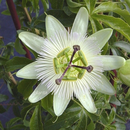 Passiflora caerulea 'Const.Elliott'