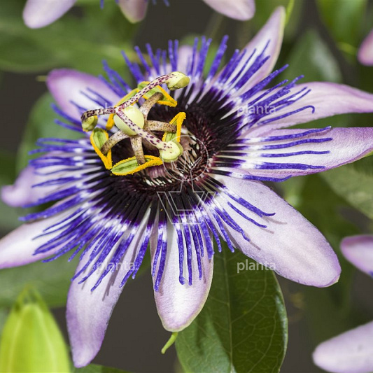 Passiflora caerulea 'Damsel's Delight' 