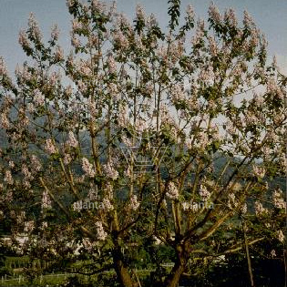 Paulownia tomentosa