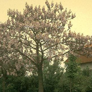 Paulownia tomentosa
