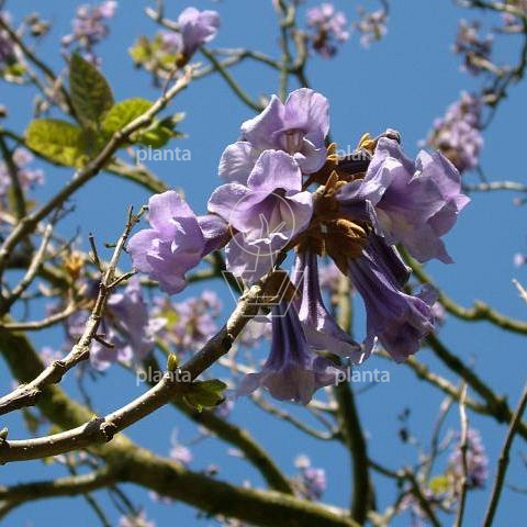 Paulownia tomentosa