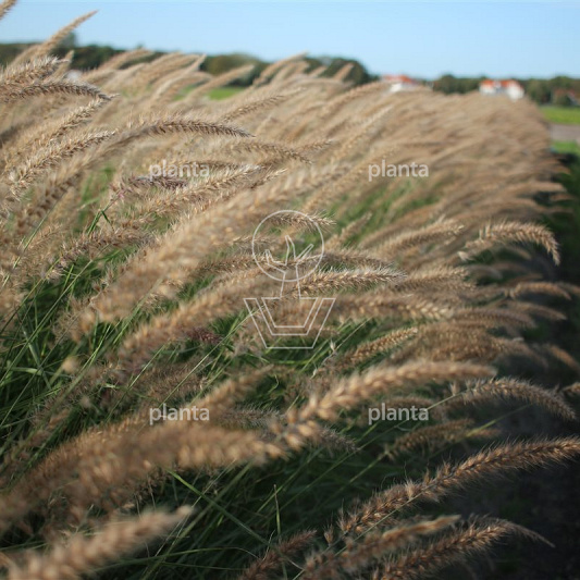 Pennisetum orientale 'Karley Rose'