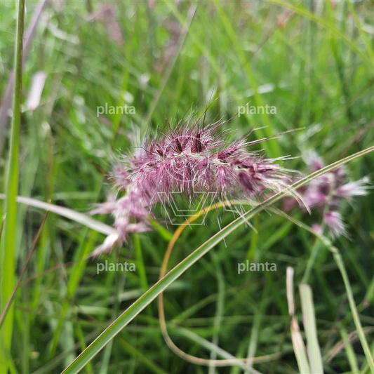 Pennisetum orientale 'Karley Rose'