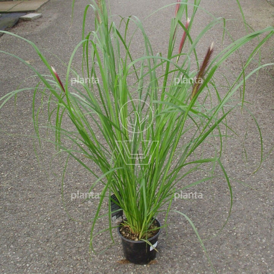 Pennisetum alopecuroides 'Red Head'