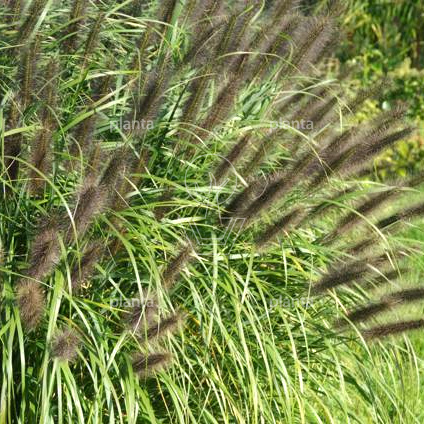 Pennisetum alopecuroides 'Black Beauty'