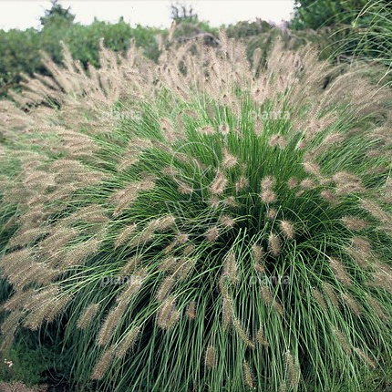 Pennisetum alopecuroides 'Hameln'