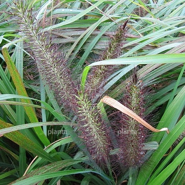 Pennisetum alopecuroides 'Viridescens'