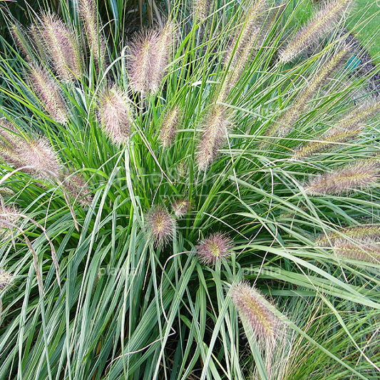 Pennisetum alopecuroides