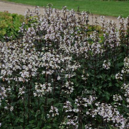 Penstemon digitalis 'Husker Red'