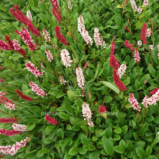 Persicaria affinis 'Darjeeling Red'