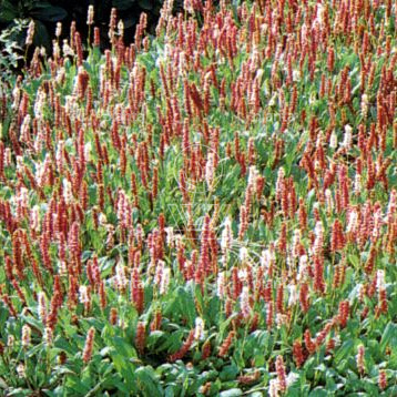Persicaria affinis 'Superba'