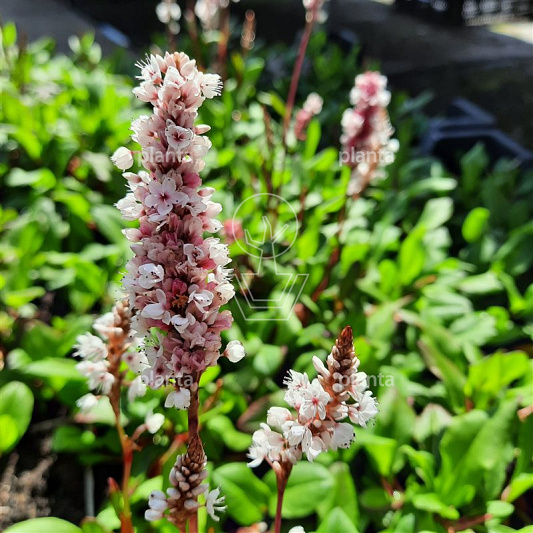 Persicaria affinis 'Superba'