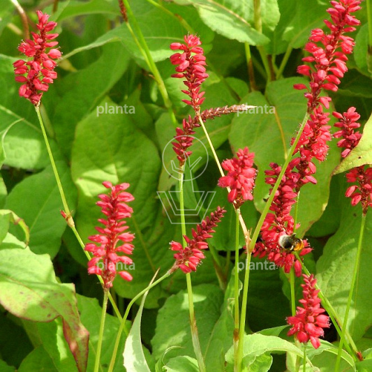Persicaria amplexicaulis 'Blackfield'
