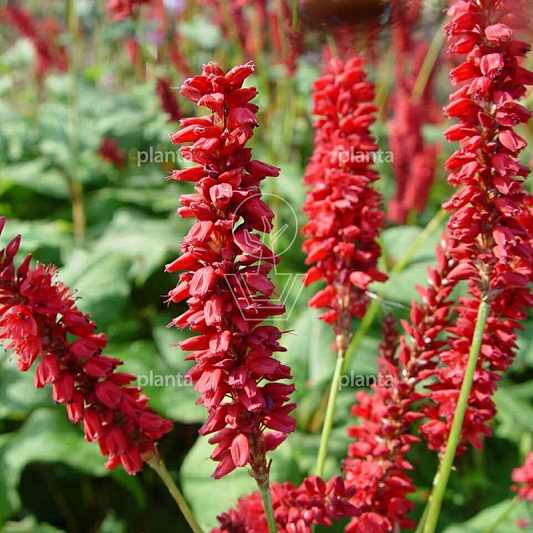 Persicaria amplexicaulis 'JS Caliente'