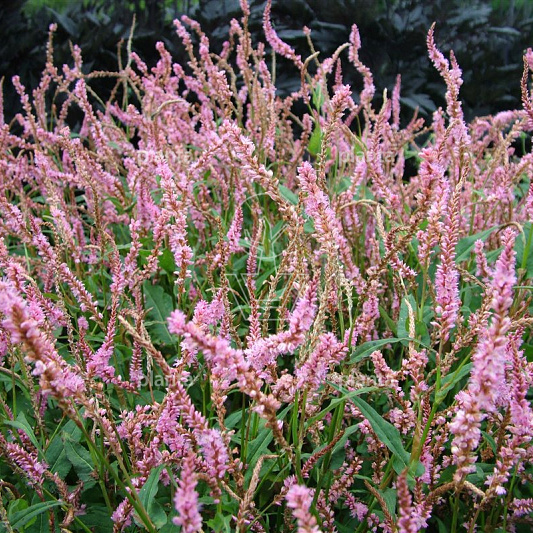 Persicaria amplexicaulis 'Pink Elephant'