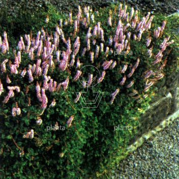 Persicaria amplexicaulis 'Rosea'